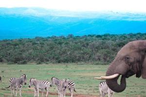 elefantes africanos na áfrica do sul, elefantes da áfrica do sul foto