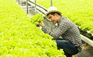 homem agricultor está trabalhando em uma fazenda de vegetais. agricultura não tóxica foto