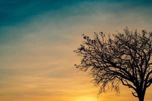 árvore morta de silhueta no belo pôr do sol ou nascer do sol no céu dourado. fundo para o conceito pacífico e tranquilo. luz para a esperança e espiritual. conceito de despertar e inspiração. alma e respeito. foto