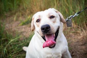 um labrador branco andando em um campo de verão. foto