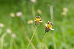 duas abelhas no tridax procumbens foto