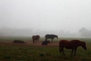 cavalos na névoa da manhã