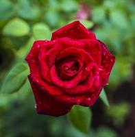 linda rosa vermelha com gotas de chuva