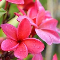 flores tropicais frangipani, flores de plumeria frescas