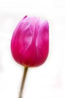tulipa rosa, vermelha foto