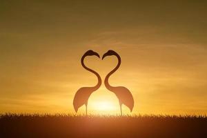 silhueta de flamingo em forma de coração no campo de grama ao fundo do sol. foto