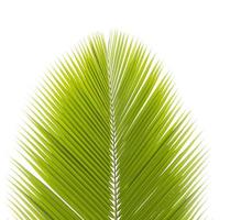 folha de palmeira isolada foto