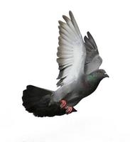 pombos voando isolados no fundo branco foto