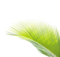 folha de palmeira isolada foto