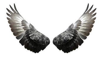asas de pombo isoladas no fundo branco foto