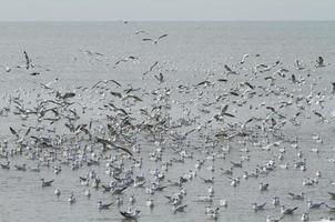 bando de gaivotas voando à beira-mar foto