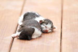 gatinhos dormindo no chão de madeira marrom foto