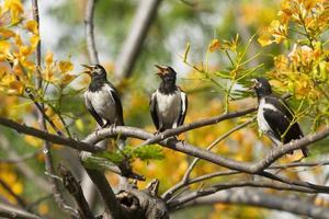 jovem pássaro myna na árvore foto