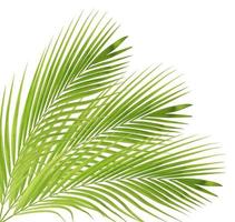 folha de palmeira verde isolada no fundo branco foto