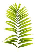 folha de palmeira isolada no fundo branco foto