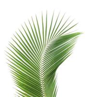folha de coco verde isolada no fundo branco foto