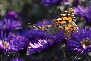 fundo natural com cores roxas de symphyotrichum novi-belgii aster foto