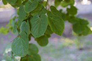 fundo natural com folhas verdes cersis europeu foto