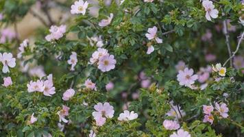 flores de rosa mosqueta no mato no momento da floração. foto