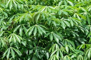 folha de mandioca, em campos de mandioca na estação chuvosa, tem verdura e frescor. mostra a fertilidade do solo, folha de mandioca verde foto
