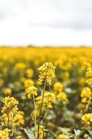 profundidade rasa do tiro de campo da plantação de colza sob céu nublado foto