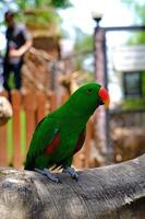 cacatua, papagaio cacatua no zoológico, pássaro doméstico engraçado. adorável cacatua animal de estimação em gaiola segura, papagaio tropical. foto