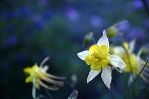 flores amarelas e azuis da bacia de ranunculaceae à noite à luz do sol foto