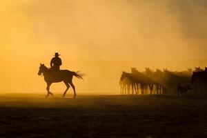 cavalos yilki correndo em campo, kayseri, turquia foto