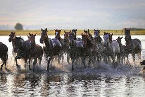 cavalos yilki correndo na água, kayseri, turquia foto