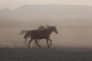 cavalos yilki correndo em campo, kayseri, turquia foto