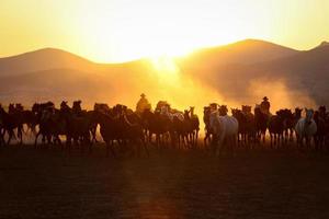 cavalos yilki correndo em campo, kayseri, turquia foto