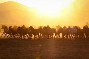 cavalos yilki correndo em campo, kayseri, turquia foto