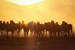 cavalos yilki correndo em campo, kayseri, turquia foto