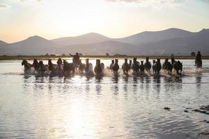 cavalos yilki correndo na água, kayseri, turquia foto