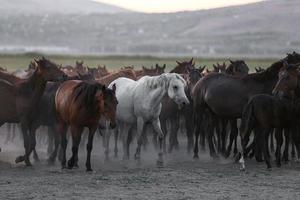 cavalos yilki correndo em campo, kayseri, turquia foto