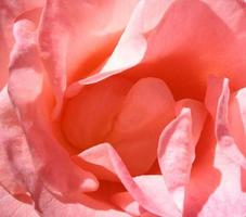 rosa rosa foto