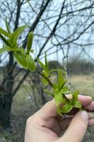 um broto brotando, um lindo galho na primavera em sua mão foto