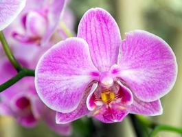 flor da orquídea foto
