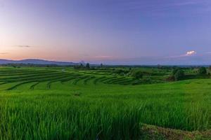 vista de manhã ensolarada em campos de arroz verde em bengkulu, indonésia foto