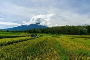 grupo de agricultores indonésios está plantando arroz de manhã com vista para a vila indonésia foto