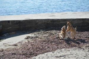 cachorros brincando na praia foto