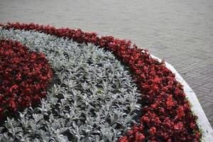 uma cama de flores vermelhas e cinzas na cidade no verão foto