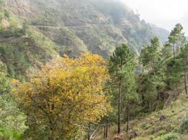 a ilha portuguesa madeira foto