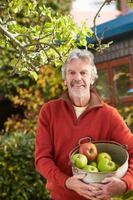 homem maduro, colhendo maçãs da árvore no jardim