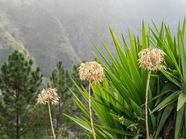 ilha da madeira em portugal foto