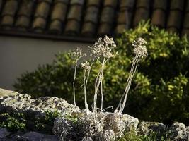 a cidade de dubrovnik na croácia foto