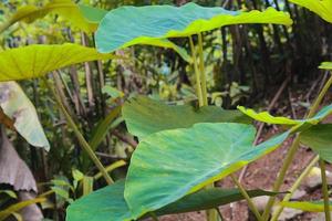 fotos de plantas no jardim