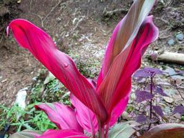 fotos de plantas no jardim