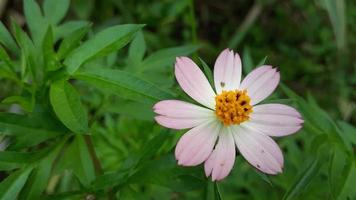 fotos de plantas no jardim