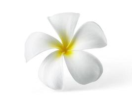 flor de frangipani isolada no branco foto